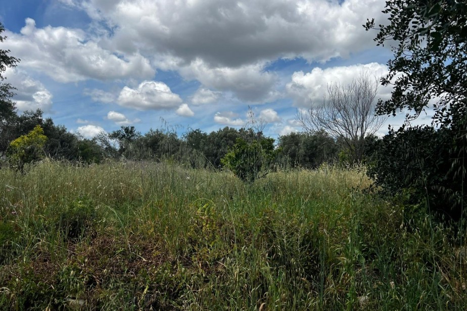 A lovely flat plot of land